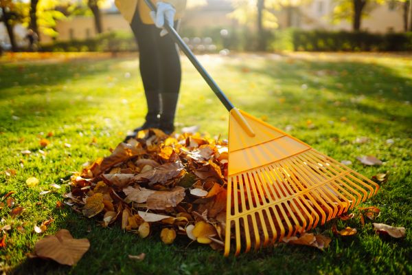 Leaf Cleanup